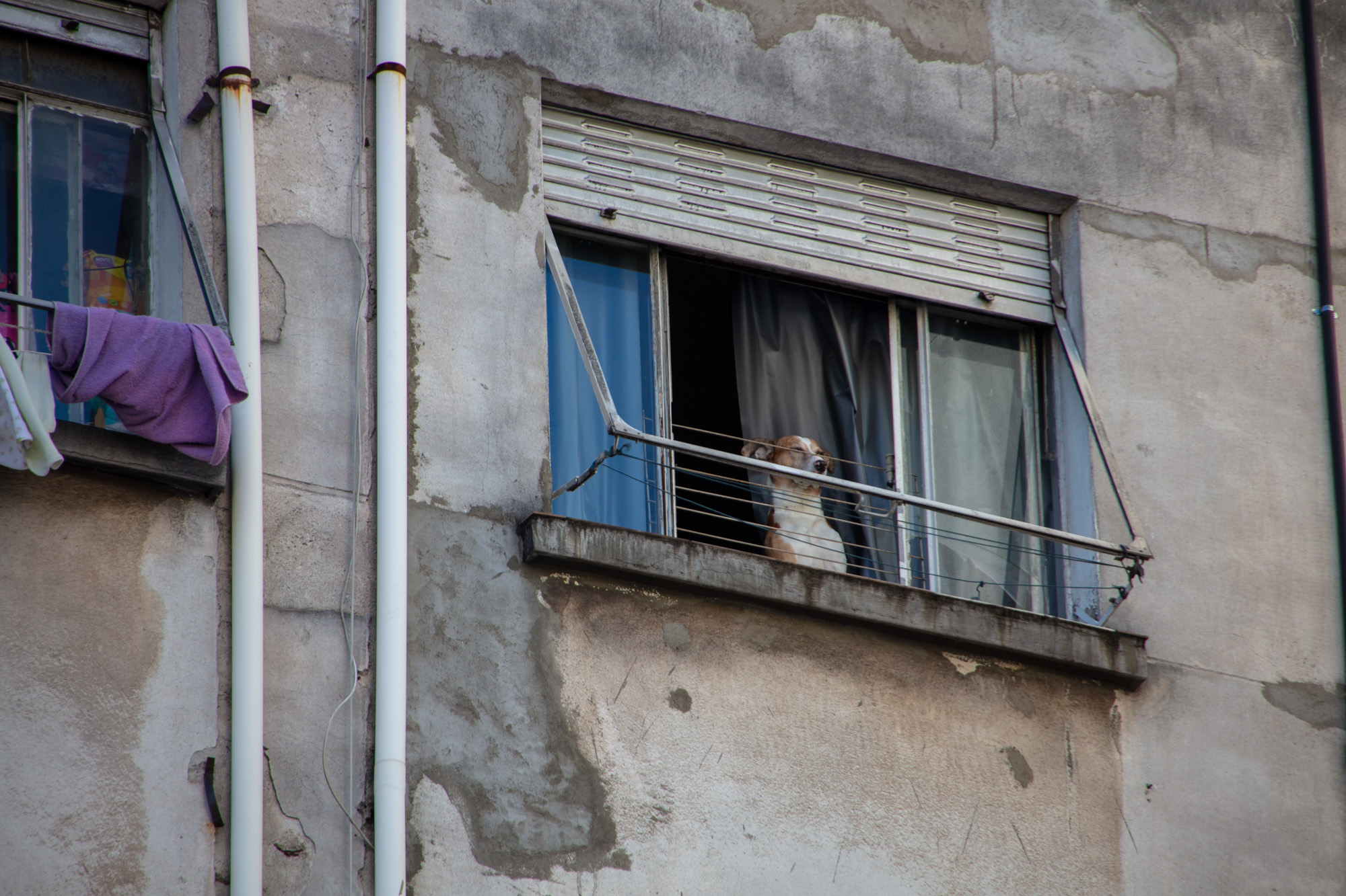 Cachorro na janela