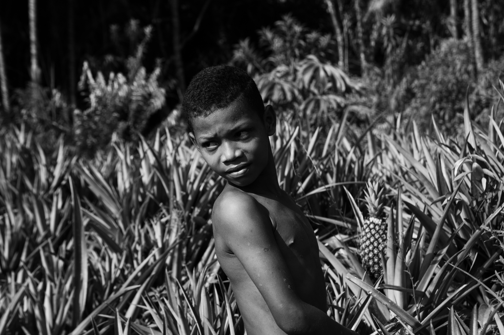 Menino do abacaxi, Ilha do Marajó