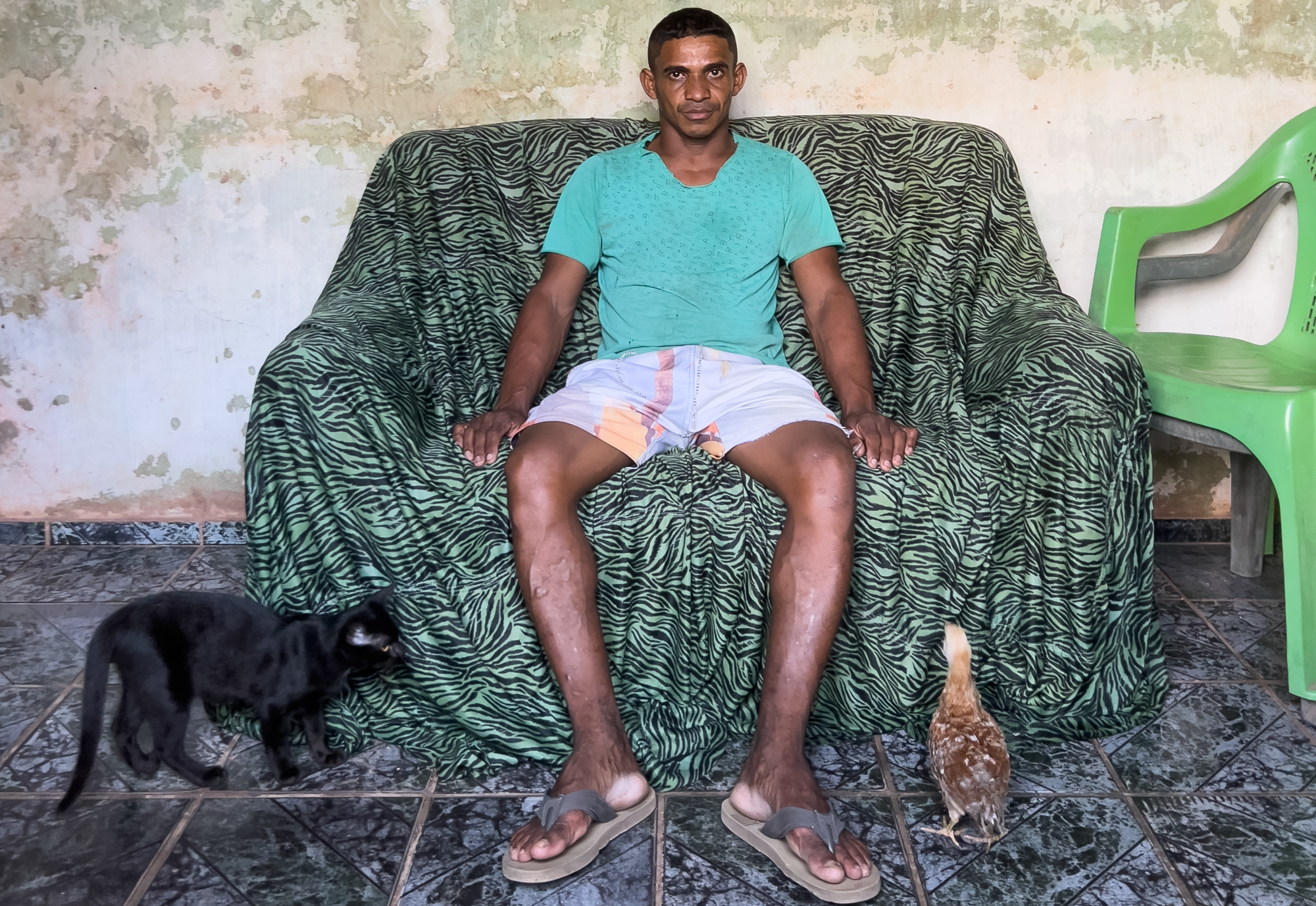 Um gato, uma galinha e um sofá de zebra