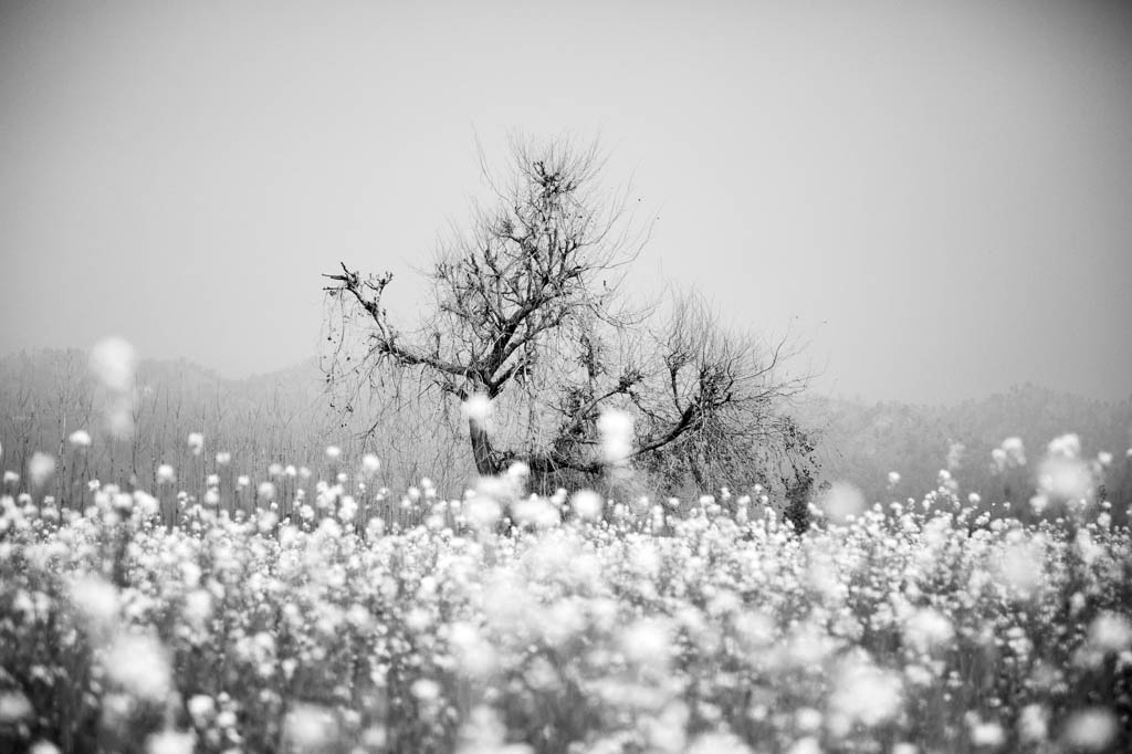 Árvore de algodão