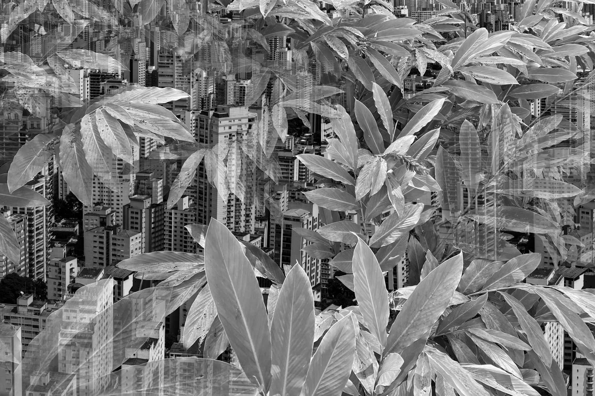 Selva de Concreto